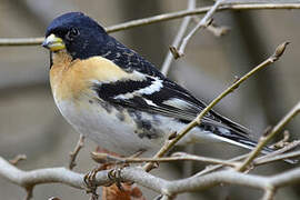 Brambling