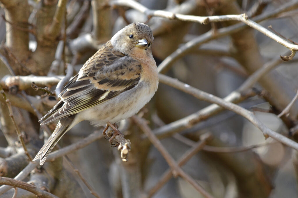 Brambling female adult, identification