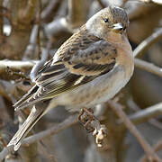 Brambling