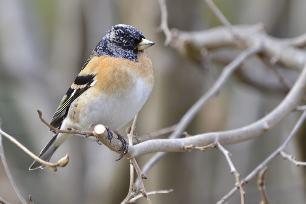 Brambling male adult breeding, identification