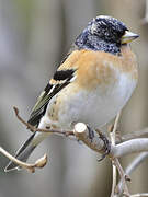 Brambling