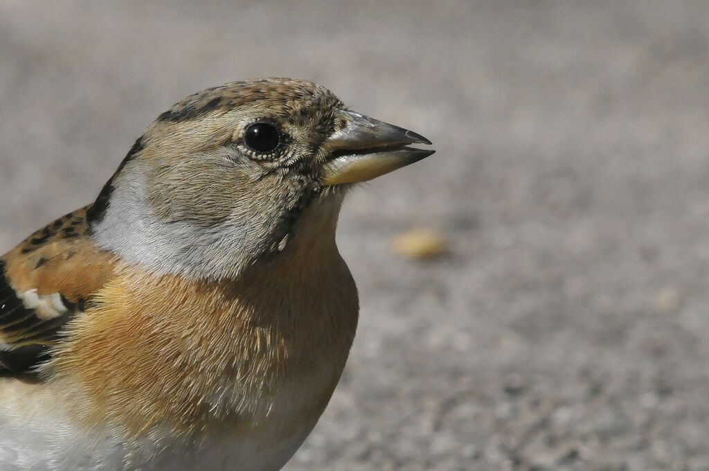 Brambling female adult