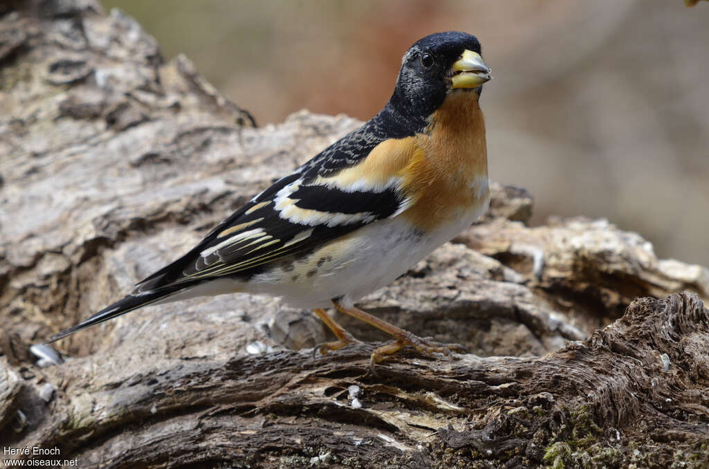 Brambling male adult transition, identification