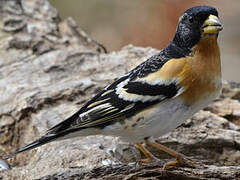 Brambling