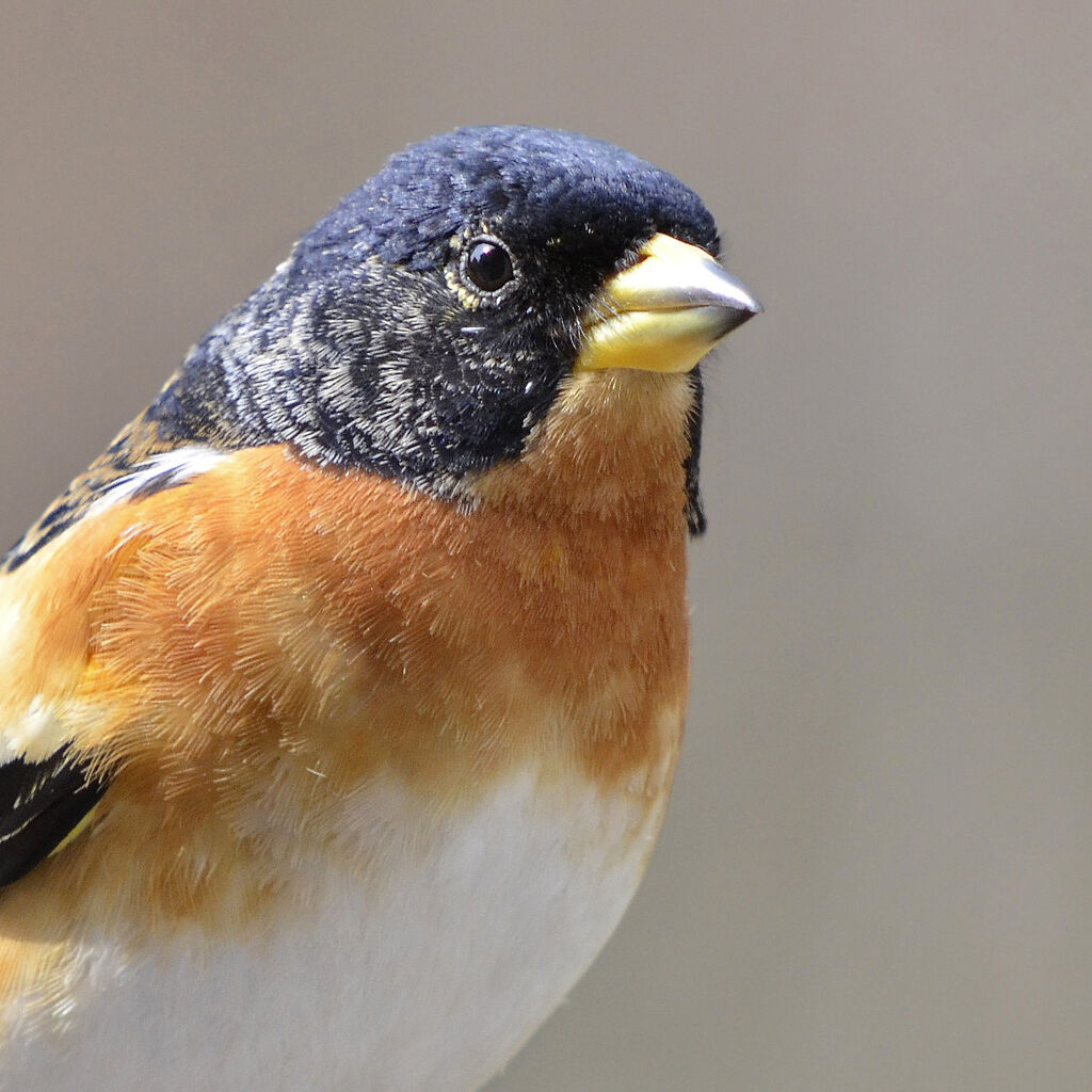 Brambling male adult