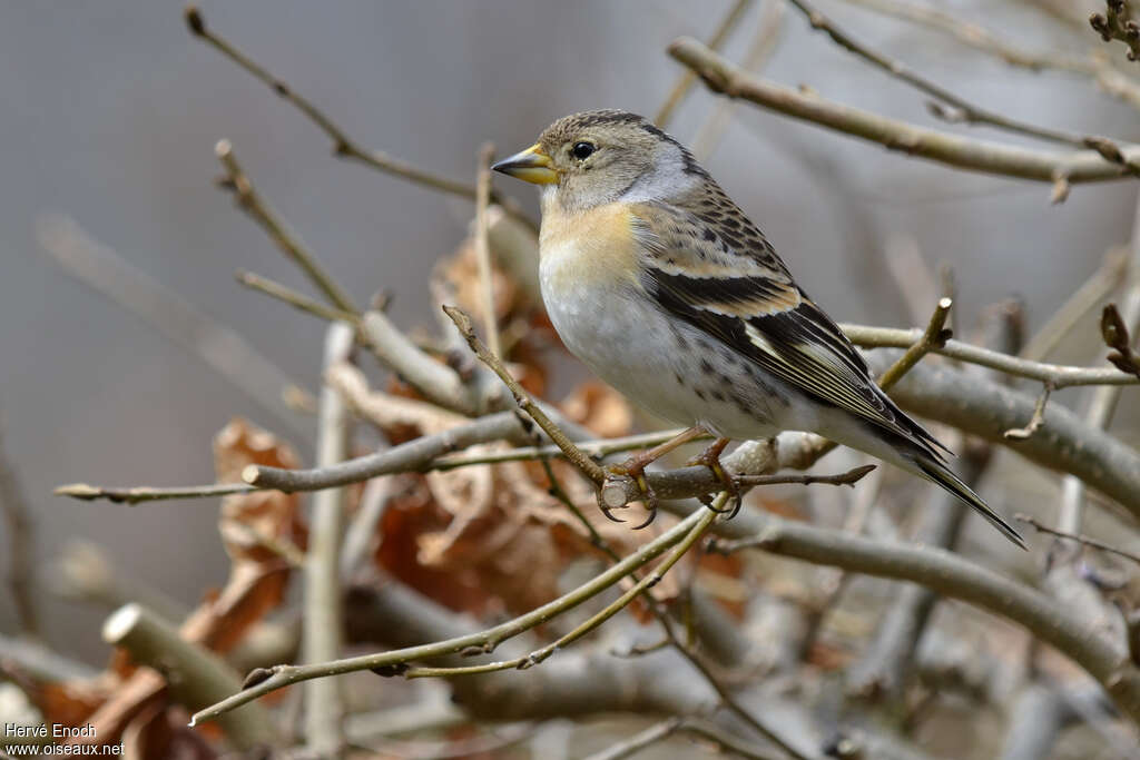 Pinson du Nord femelle 2ème année, identification