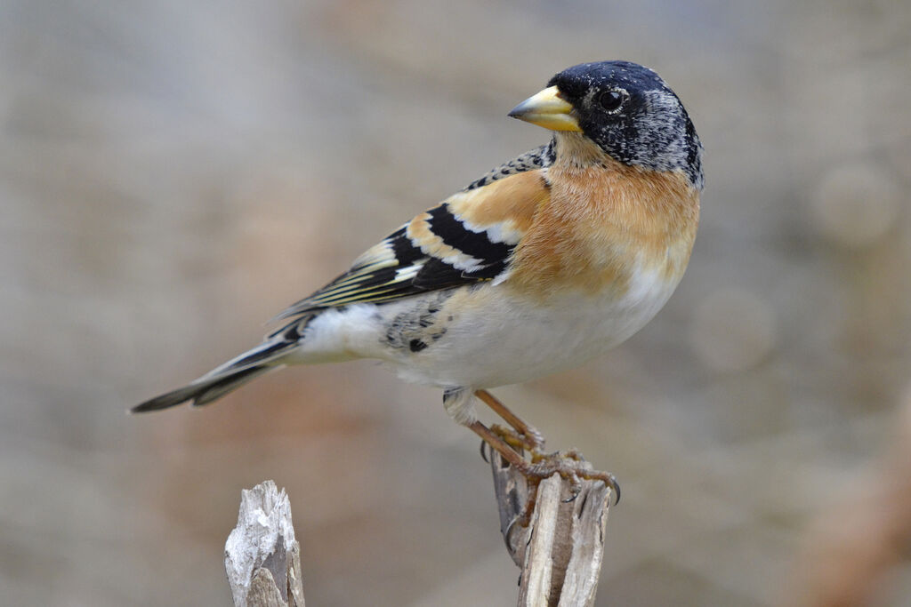 Brambling male adult breeding, identification