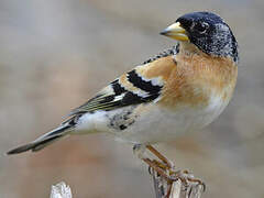 Brambling