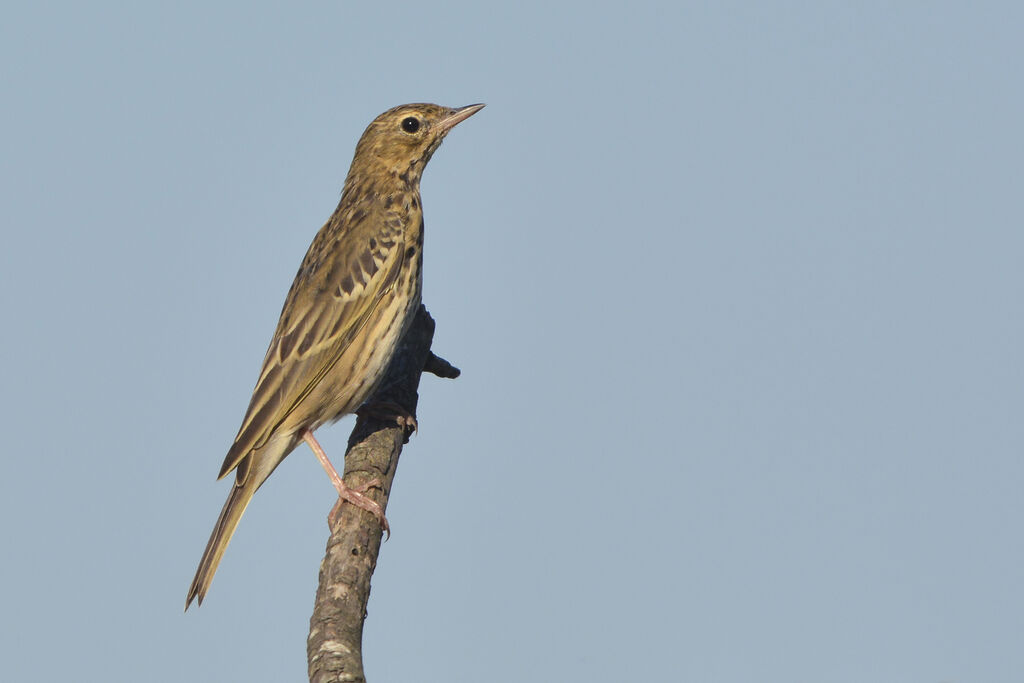 Tree Pipit, identification