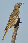 Tree Pipit