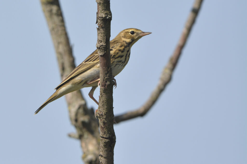 Tree Pipit, identification