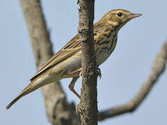 Pipit des arbres