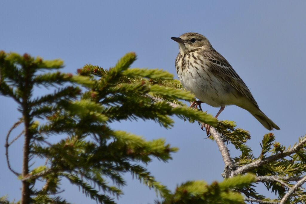 Tree Pipit, identification