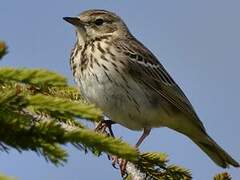 Pipit des arbres