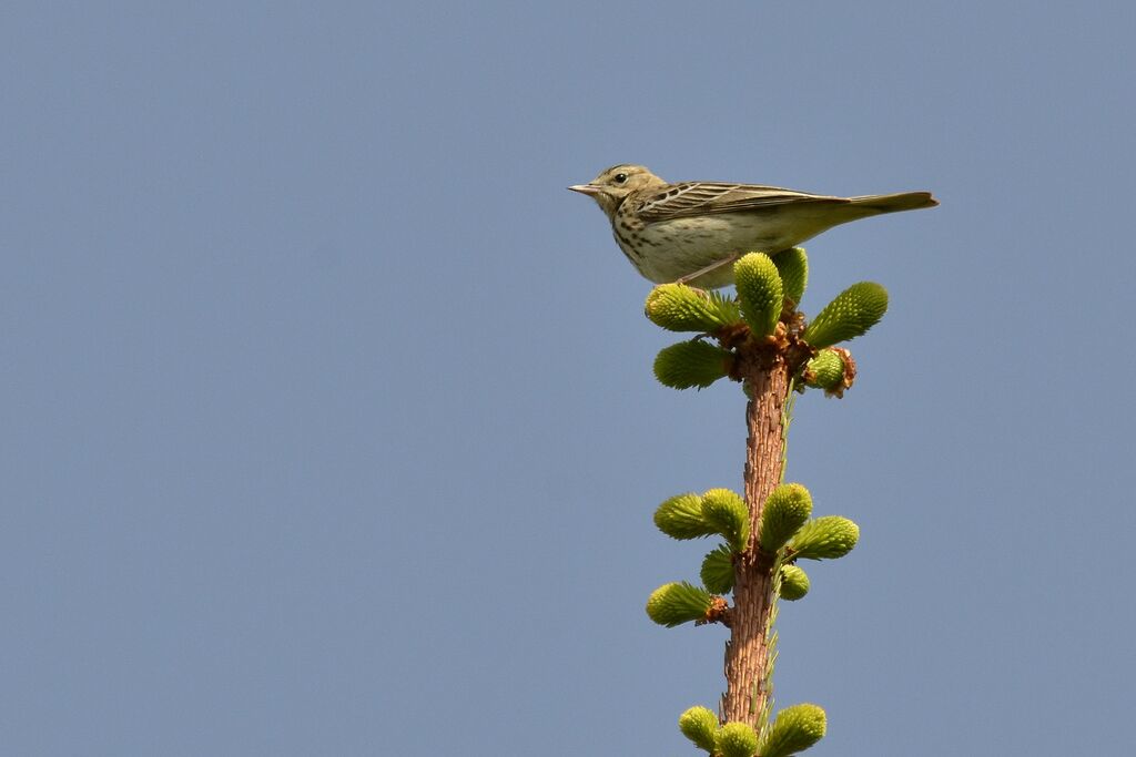 Pipit des arbres, identification