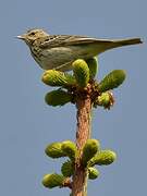 Pipit des arbres