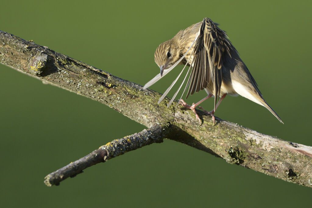 Pipit des arbres