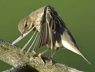 Pipit des arbres