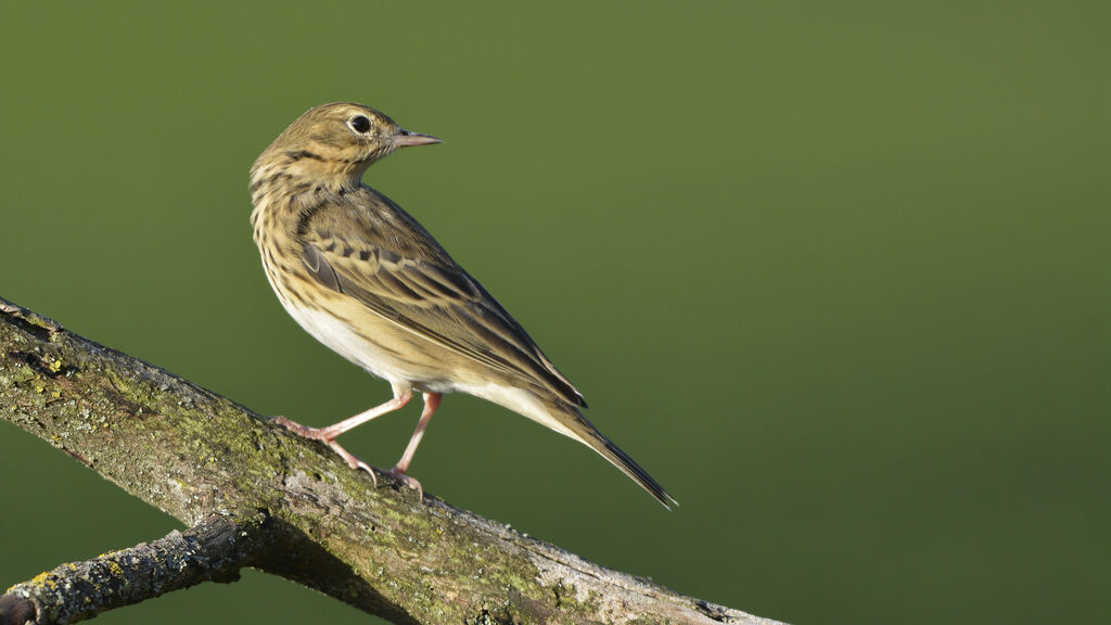 Pipit des arbres, identification