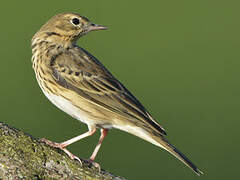 Tree Pipit