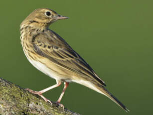 Pipit des arbres