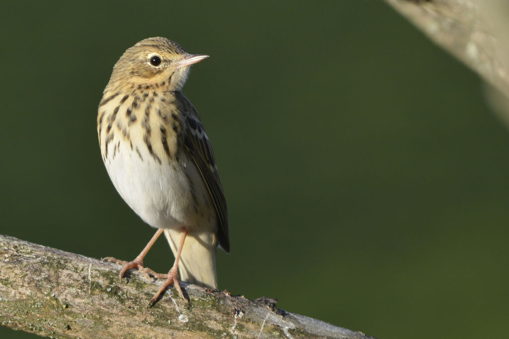 Pipit des arbres