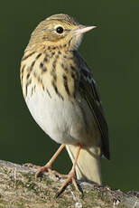 Pipit des arbres