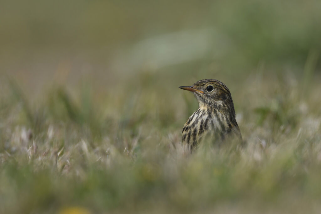 Meadow Pipitjuvenile, close-up portrait