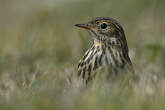 Pipit farlouse