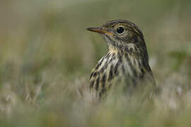 Meadow Pipit