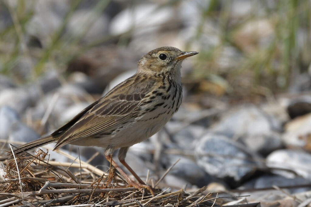 Pipit farlouseadulte, identification