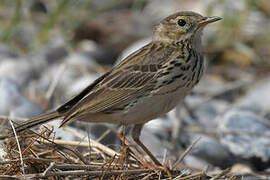 Pipit farlouse