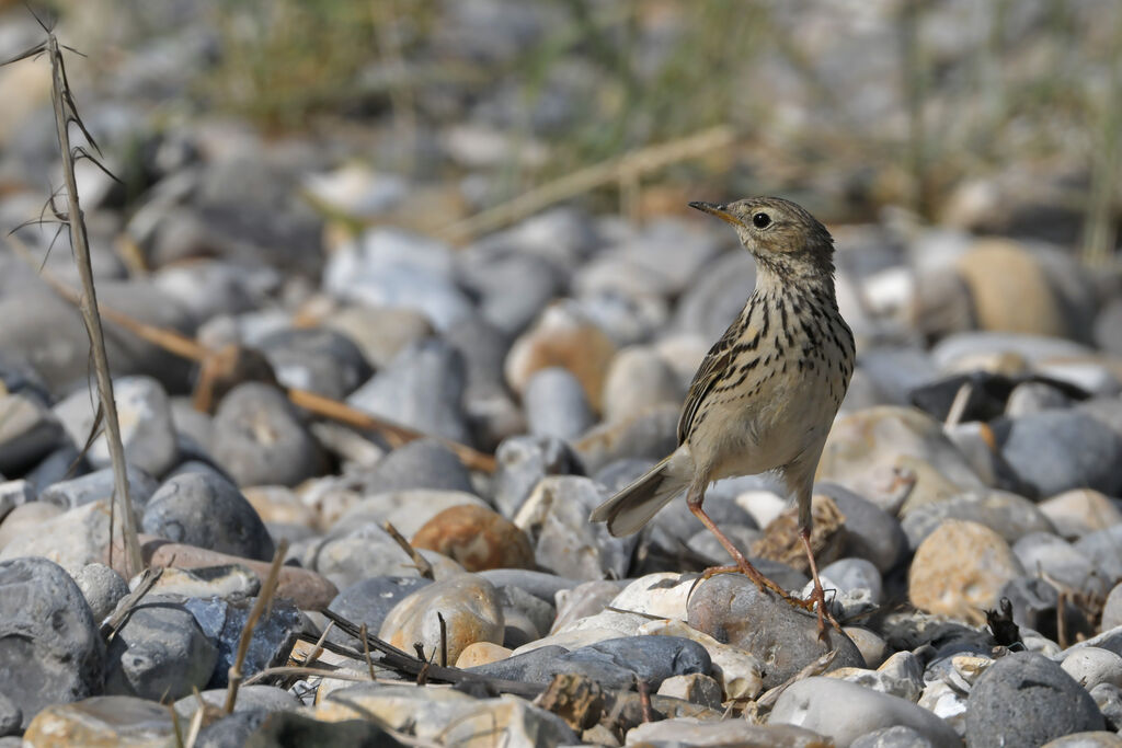 Meadow Pipitadult, identification