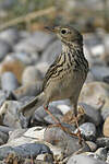 Pipit farlouse