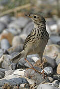 Meadow Pipit