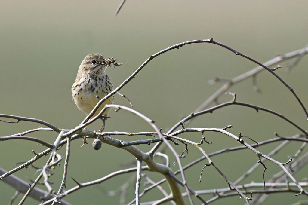 Meadow Pipitadult, feeding habits