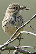 Pipit farlouse