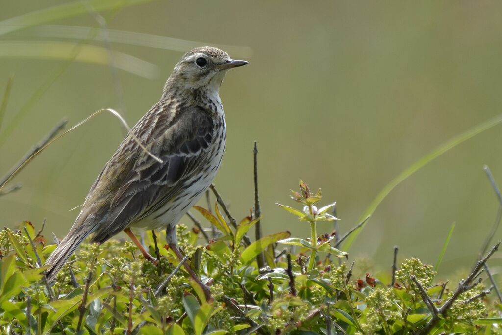 Pipit farlouse