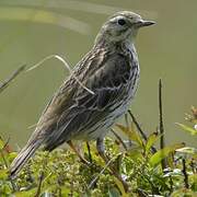 Meadow Pipit