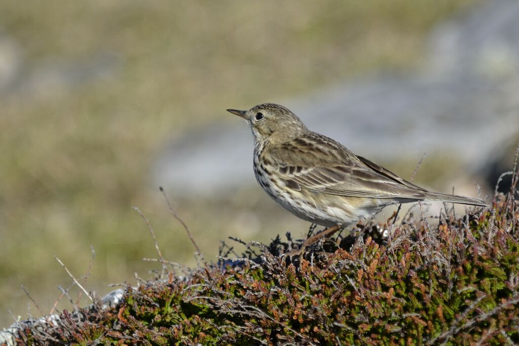 Meadow Pipit