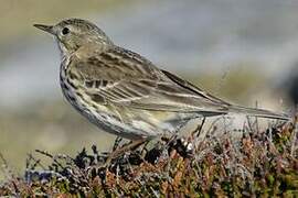 Meadow Pipit