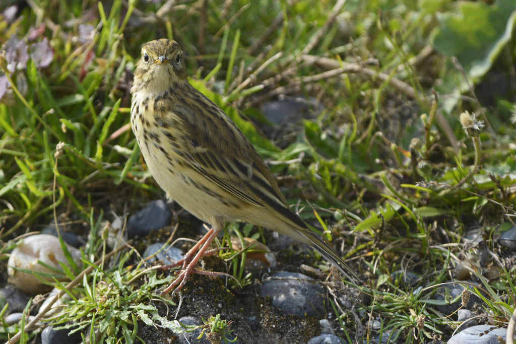 Meadow Pipit, identification