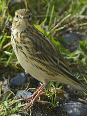 Pipit farlouse