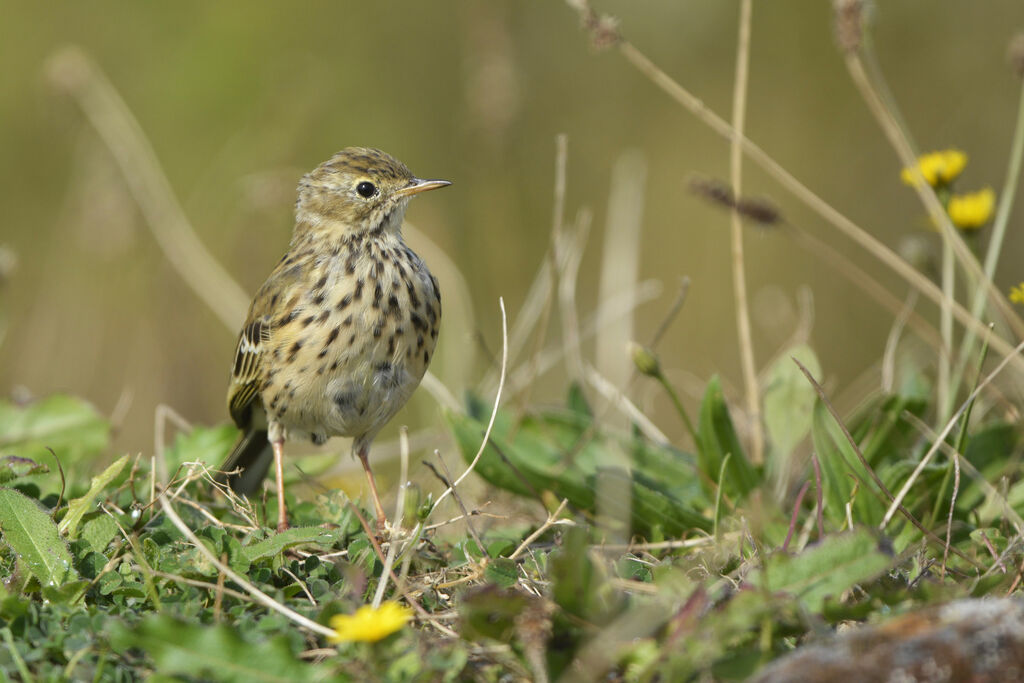 Pipit farlouse