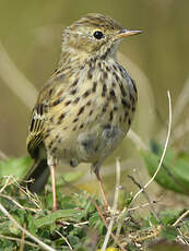 Pipit farlouse