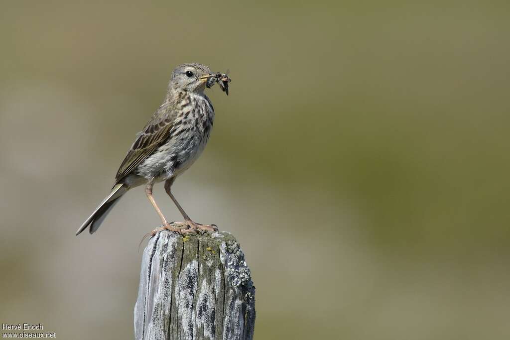 Pipit farlouseadulte, régime, Nidification