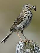 Pipit farlouse