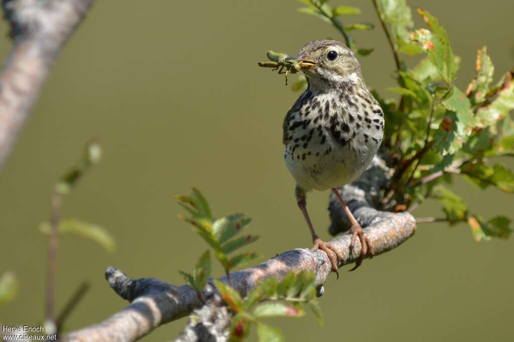 Pipit farlouseadulte nuptial, régime, pêche/chasse, Nidification