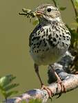 Pipit farlouse