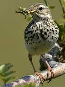 Pipit farlouse